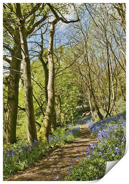 Bluebell pathway Print by Dawn Cox