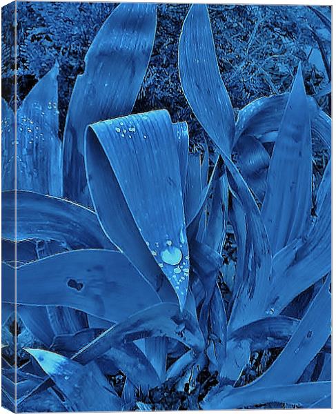 Iris Swon Canvas Print by Johnny M