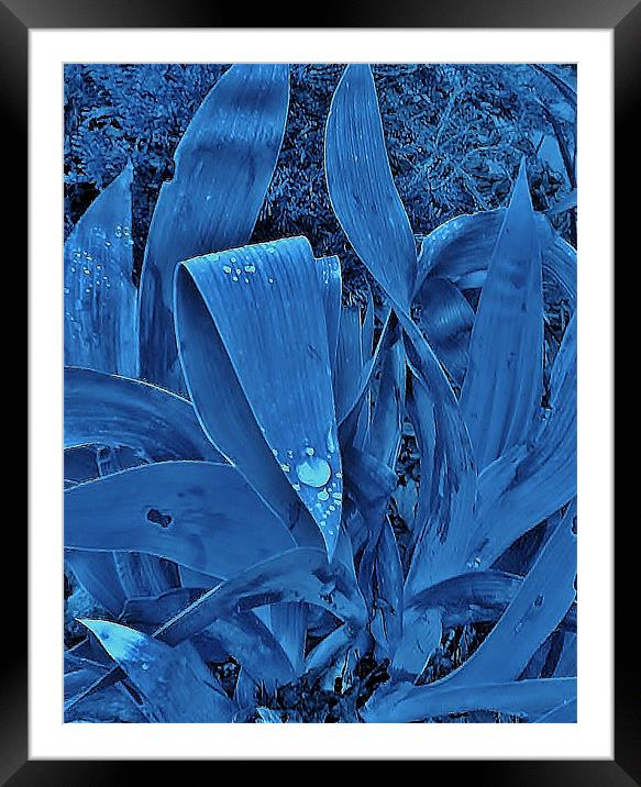 Iris Swon Framed Mounted Print by Johnny M