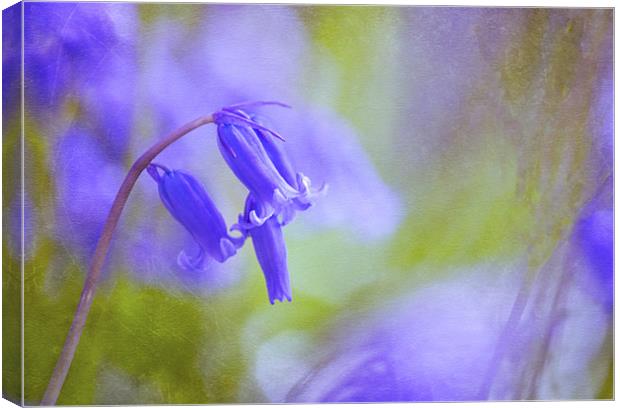 Where the Bluebells live Canvas Print by Dawn Cox