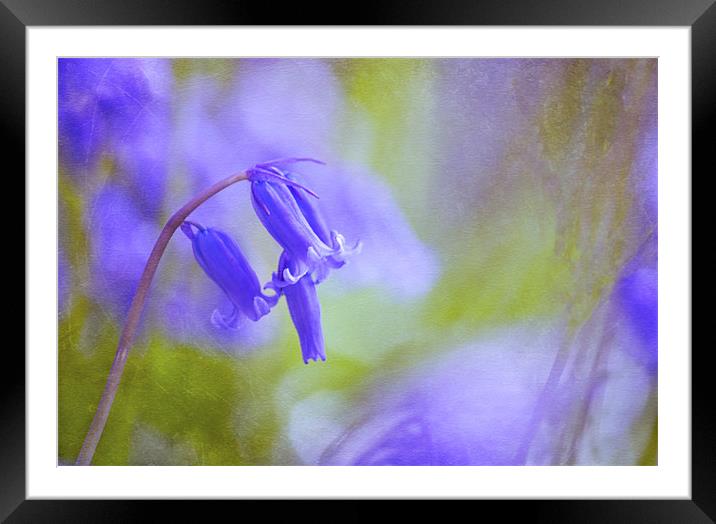 Where the Bluebells live Framed Mounted Print by Dawn Cox