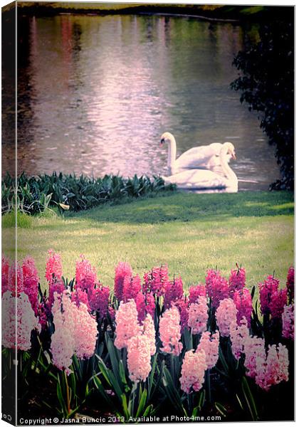 Two Swans Canvas Print by Jasna Buncic