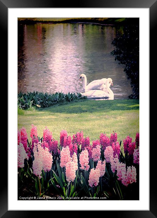 Two Swans Framed Mounted Print by Jasna Buncic