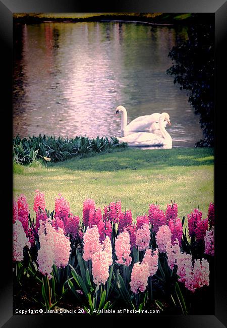 Two Swans Framed Print by Jasna Buncic