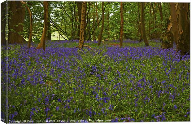 A carpet of woodland Bluebells. Canvas Print by Paul Scoullar
