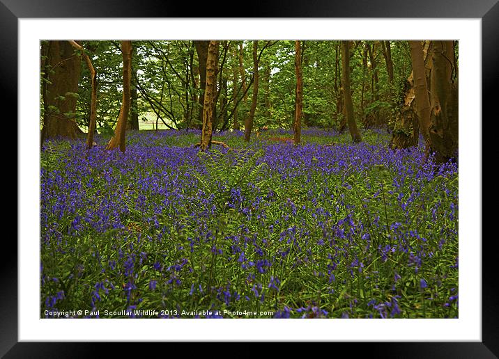 A carpet of woodland Bluebells. Framed Mounted Print by Paul Scoullar