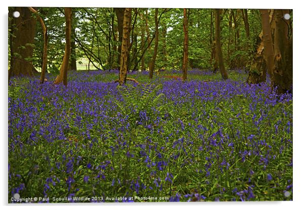 A carpet of woodland Bluebells. Acrylic by Paul Scoullar
