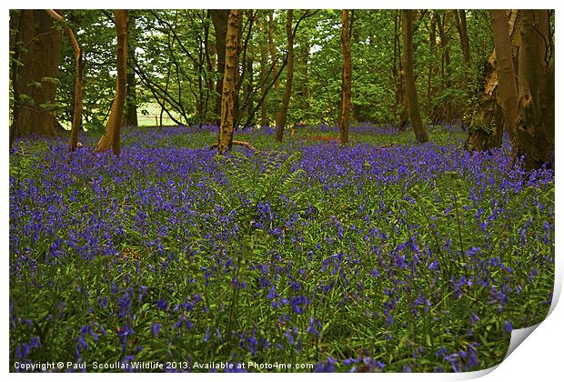 A carpet of woodland Bluebells. Print by Paul Scoullar