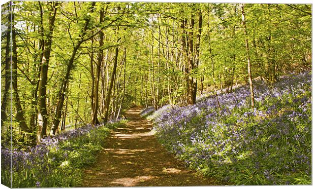Dont step on the Bluebells Canvas Print by Dawn Cox