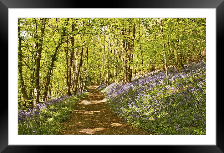 Dont step on the Bluebells Framed Mounted Print by Dawn Cox