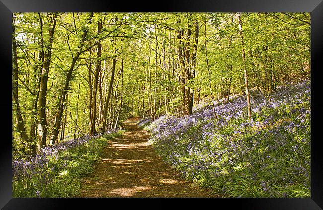 Dont step on the Bluebells Framed Print by Dawn Cox