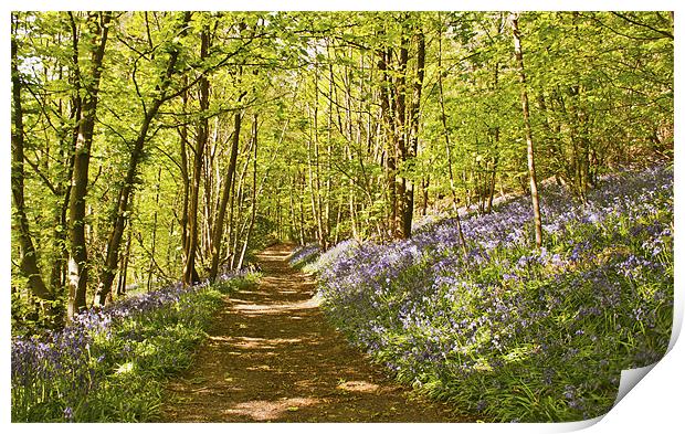 Dont step on the Bluebells Print by Dawn Cox