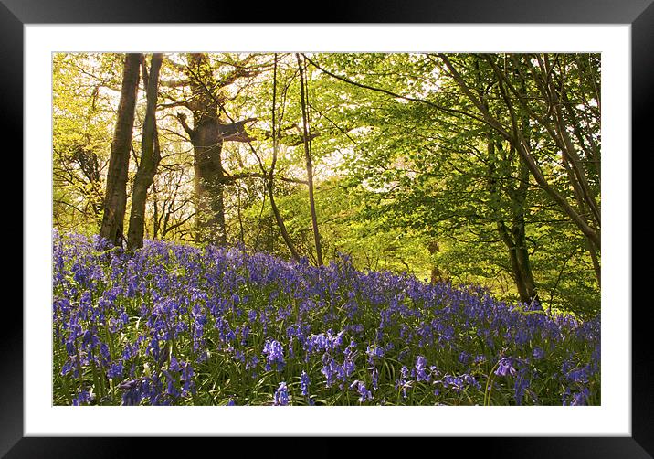 Bluebells on the Hill Framed Mounted Print by Dawn Cox