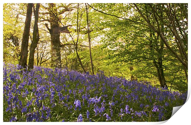 Bluebells on the Hill Print by Dawn Cox