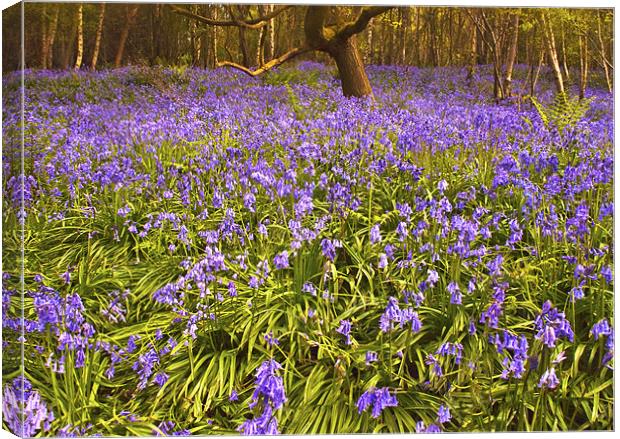 A Carpet of Bluebells Canvas Print by Dawn Cox