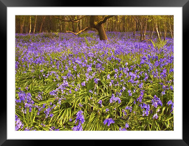 A Carpet of Bluebells Framed Mounted Print by Dawn Cox