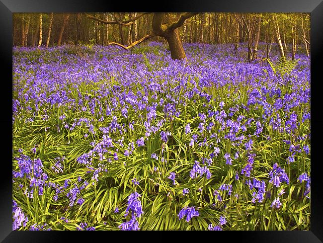 A Carpet of Bluebells Framed Print by Dawn Cox