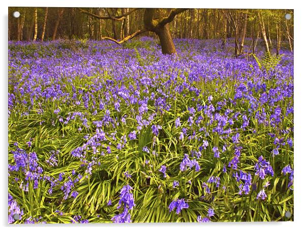 A Carpet of Bluebells Acrylic by Dawn Cox
