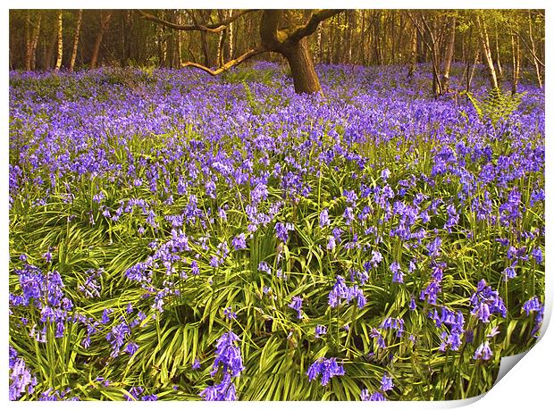 A Carpet of Bluebells Print by Dawn Cox