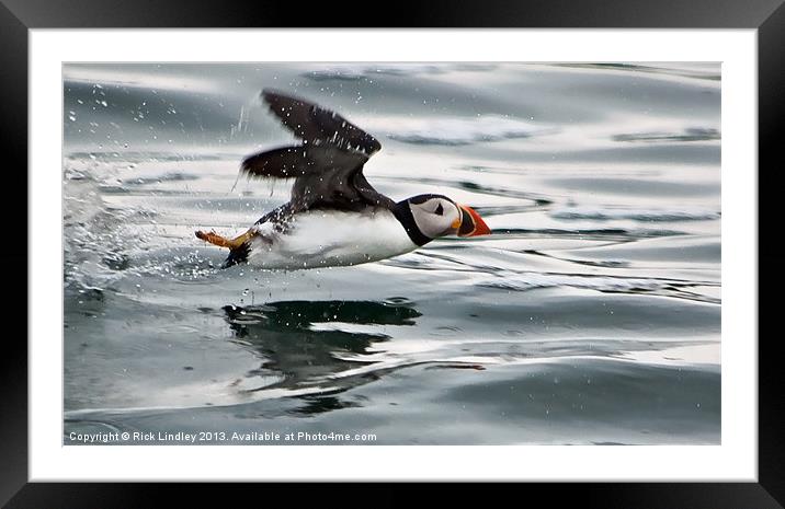 Puffintake off Farne island Framed Mounted Print by Rick Lindley