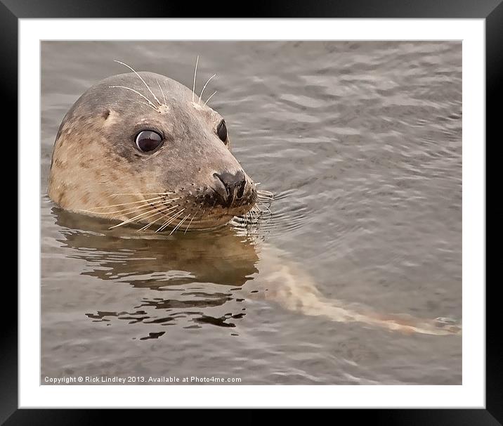 Seal Framed Mounted Print by Rick Lindley