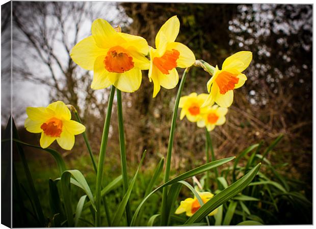 Spring Daffodils 2 Canvas Print by Mark Llewellyn