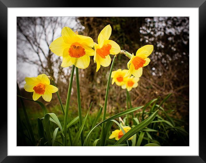 Spring Daffodils 2 Framed Mounted Print by Mark Llewellyn