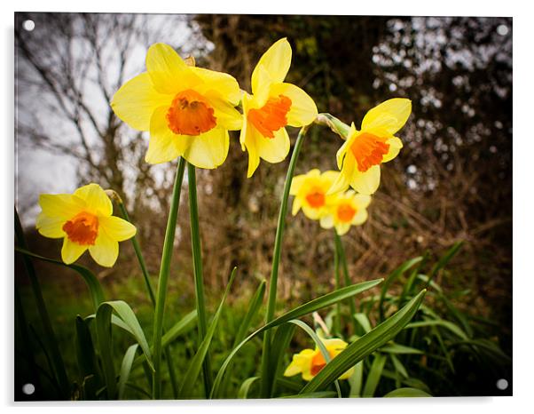 Spring Daffodils 2 Acrylic by Mark Llewellyn