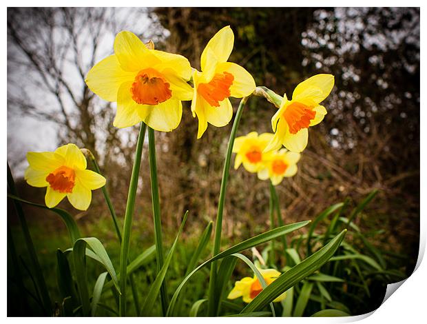 Spring Daffodils 2 Print by Mark Llewellyn