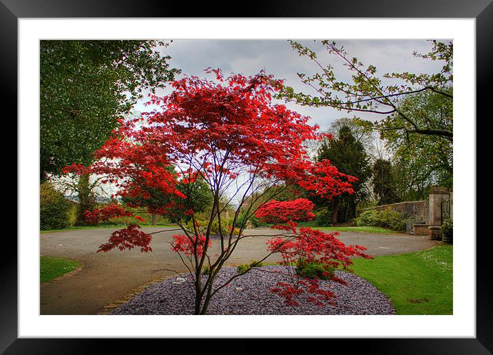 Red bush Framed Mounted Print by Tom Gomez