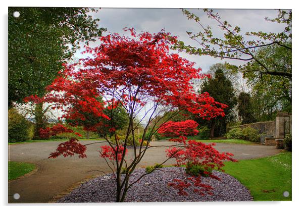 Red bush Acrylic by Tom Gomez