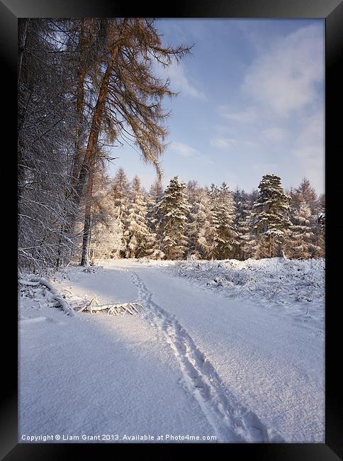 Snow, Thetford Forest, Norfolk, United Kingdom, Wi Framed Print by Liam Grant