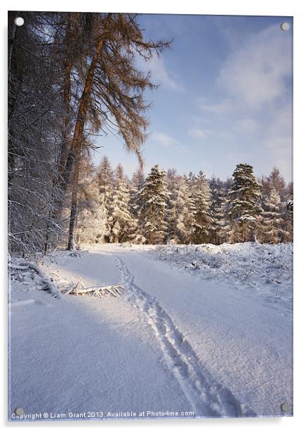 Snow, Thetford Forest, Norfolk, United Kingdom, Wi Acrylic by Liam Grant