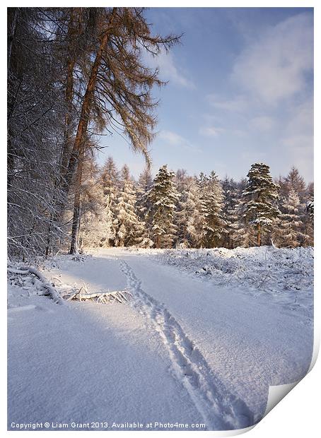 Snow, Thetford Forest, Norfolk, United Kingdom, Wi Print by Liam Grant