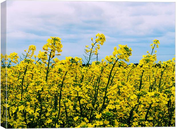 Field of Yellow Canvas Print by carin severn