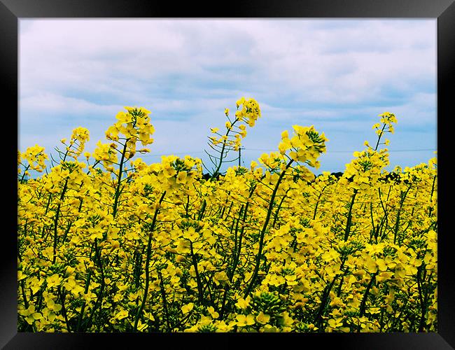 Field of Yellow Framed Print by carin severn