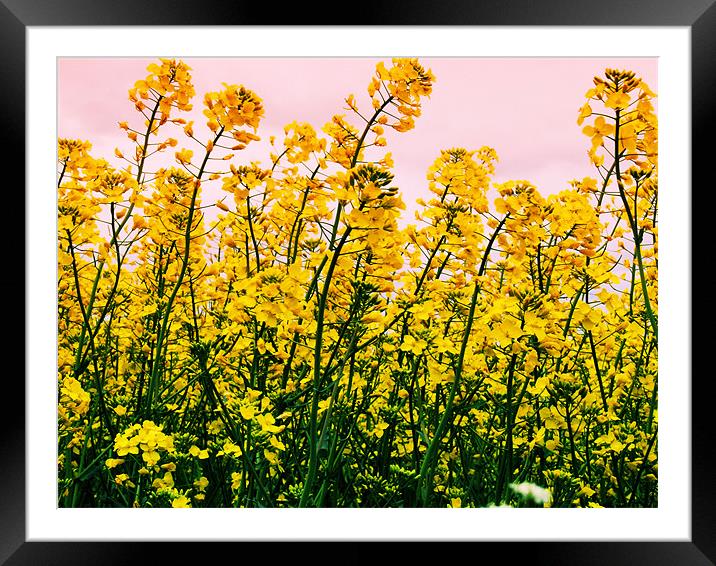 Yellow Field Framed Mounted Print by carin severn
