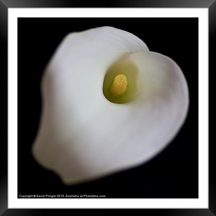 Calla Lily Framed Mounted Print by David Pringle