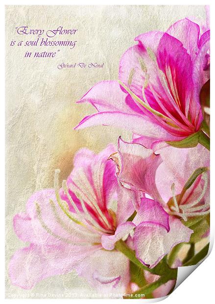 Pink Delight 1 Print by Fine art by Rina