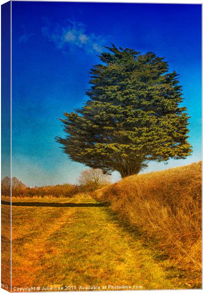 Yew Tree Canvas Print by Julie Coe
