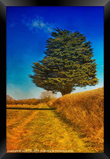 Yew Tree Framed Print by Julie Coe