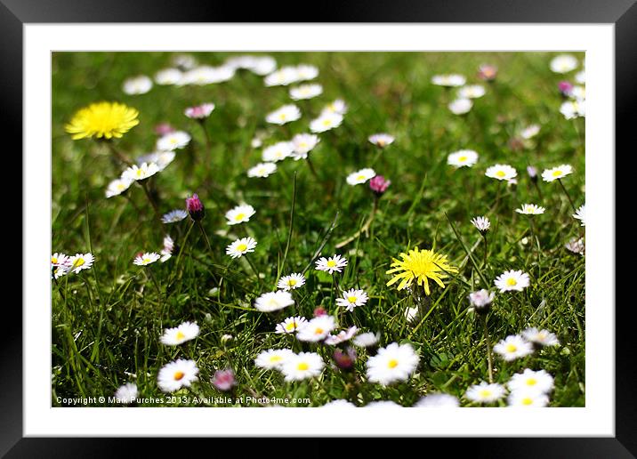 Wild Spring Flowers in Meadow Framed Mounted Print by Mark Purches