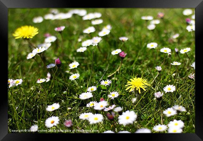 Wild Spring Flowers in Meadow Framed Print by Mark Purches