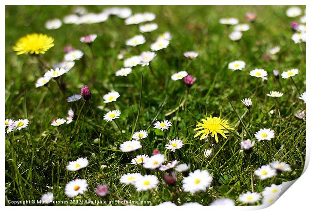 Wild Spring Flowers in Meadow Print by Mark Purches