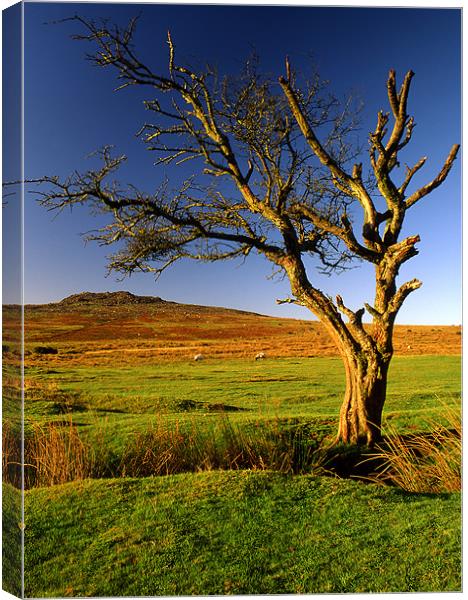 Dartmoor Lone Tree Canvas Print by Darren Galpin
