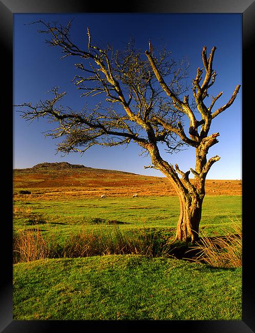 Dartmoor Lone Tree Framed Print by Darren Galpin