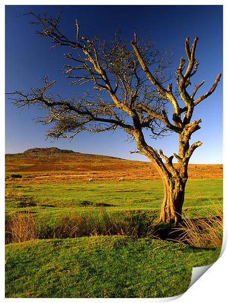Dartmoor Lone Tree Print by Darren Galpin