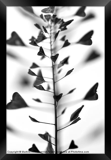 Capsella silicules Framed Print by Martine Affre Eisenlohr