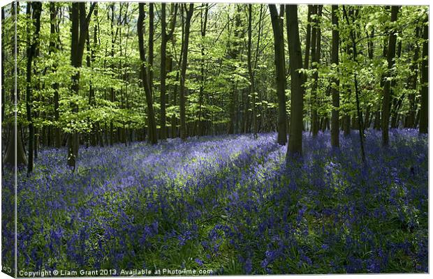 Bluebells, South Weald, Essex Canvas Print by Liam Grant