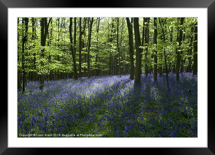 Bluebells, South Weald, Essex Framed Mounted Print by Liam Grant